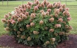 Munchkin Dwarf Oakleaf Hydrangea - 1 Gallon Pot -Exquisite Plants Hydrangea Munchkin