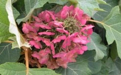 Munchkin Dwarf Oakleaf Hydrangea - 1 Gallon Pot -Exquisite Plants Hydrangea Munchkin Bloom Closeup
