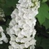 Alice Oakleaf Hydrangea - 3 Gallon Pot 2 Alice Oakleaf Hydrangea - 3 Gallon Pot -Exquisite Plants Hydrangea Oakleaf Alice 3