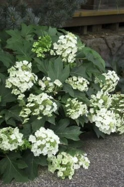 Pee Wee Dwarf Oakleaf Hydrangea - 1 Gallon Pot -Exquisite Plants Hydrangea Oakleaf Pee Wee 11