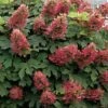 Ruby Slippers Dwarf Oakleaf Hydrangea - 3 Gallon Pot -Exquisite Plants Hydrangea Oakleaf Ruby Slippers 500x750 1