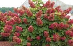 Ruby Slippers Dwarf Oakleaf Hydrangea - 3 Gallon Pot 11 Ruby Slippers Dwarf Oakleaf Hydrangea - 3 Gallon Pot -Exquisite Plants Hydrangea Oakleaf Ruby Slippers Full Bloom