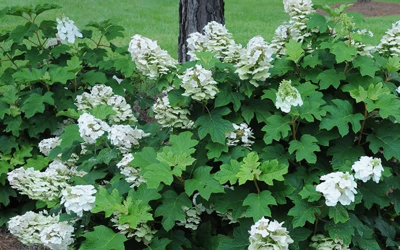 Ruby Slippers Dwarf Oakleaf Hydrangea - 3 Gallon Pot 8 Ruby Slippers Dwarf Oakleaf Hydrangea - 3 Gallon Pot - Image 6