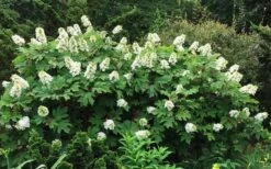 Semmes Beauty Oakleaf Hydrangea - 3 Gallon Pot -Exquisite Plants Hydrangea Oakleaf Semmes Beauty 10