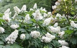 Snow Queen Oakleaf Hydrangea - 2 Gallon Pot 13 Snow Queen Oakleaf Hydrangea - 2 Gallon Pot -Exquisite Plants Hydrangea Oakleaf Snow Queen 6