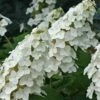 Snow Queen Oakleaf Hydrangea - 2 Gallon Pot -Exquisite Plants Hydrangea Oakleaf Snow Queen 8