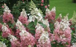 Pinky Winky Hydrangea - 3 Gallon Pot 10 Pinky Winky Hydrangea - 3 Gallon Pot -Exquisite Plants Hydrangea Pinky Winky 1