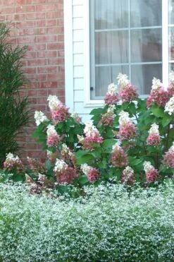 Pinky Winky Hydrangea - 3 Gallon Pot 11 Pinky Winky Hydrangea - 3 Gallon Pot -Exquisite Plants Hydrangea Pinky Winky 12