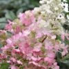 Pinky Winky Hydrangea - 3 Gallon Pot -Exquisite Plants Hydrangea Pinky Winky BS