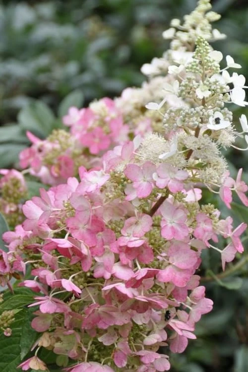 Pinky Winky Hydrangea - 3 Gallon Pot 3 Pinky Winky Hydrangea - 3 Gallon Pot