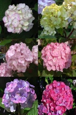 Preziosa Multi Color Hydrangea - 3 Gallon Pot -Exquisite Plants Hydrangea Preziosa 19