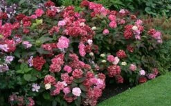 Preziosa Multi Color Hydrangea - 1 Gallon Pot 13 Preziosa Multi Color Hydrangea - 1 Gallon Pot -Exquisite Plants Hydrangea Preziosa 7 1