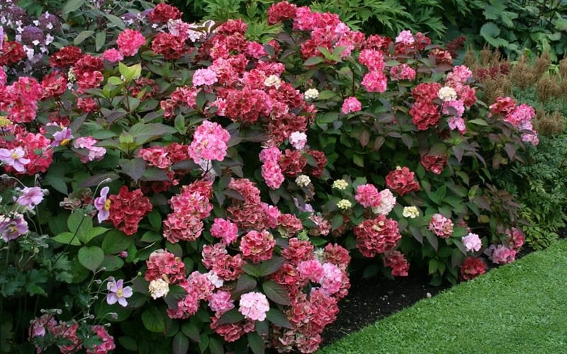 Preziosa Multi Color Hydrangea - 1 Gallon Pot 8 Preziosa Multi Color Hydrangea - 1 Gallon Pot - Image 6