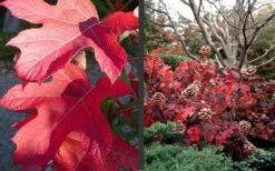 Semmes Beauty Oakleaf Hydrangea - 3 Gallon Pot -Exquisite Plants Hydrangea Semmes Beauty Fall Foliage Color