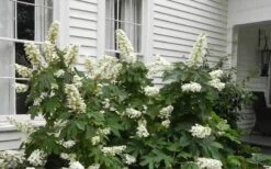 Semmes Beauty Oakleaf Hydrangea - 3 Gallon Pot -Exquisite Plants Hydrangea Semmes Beauty Home Foundation Planting