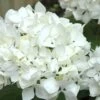 Sister Theresa Hydrangea - 1 Gallon Pot -Exquisite Plants Hydrangea Sister Theresa 2 500x750 1
