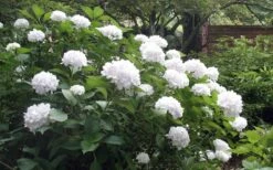 Sister Theresa Hydrangea - 1 Gallon Pot -Exquisite Plants Hydrangea Sister Theresa 51