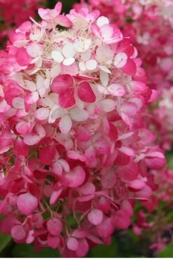 Strawberry Sundae Hydrangea - 1 Gallon Pot -Exquisite Plants Hydrangea Strawberry Sundae Flower 1