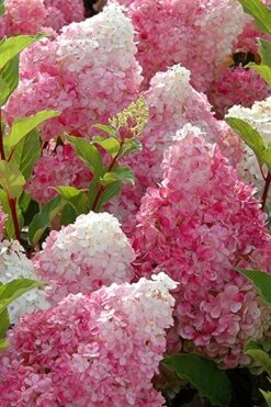 Strawberry Sundae Hydrangea - 1 Gallon Pot -Exquisite Plants Hydrangea Strawberry Sundae Flowers 3