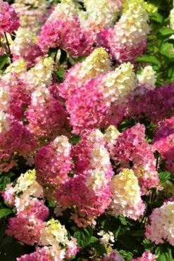 Strawberry Sundae Hydrangea - 1 Gallon Pot -Exquisite Plants Hydrangea Strawberry Sundae Flowers 5