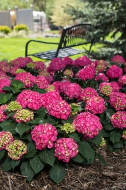 Summer Crush Endless Summer Hydrangea - 7 Gallon Pot 17 Summer Crush Endless Summer Hydrangea - 7 Gallon Pot -Exquisite Plants Hydrangea Summer Crush Endless Summer 3 1