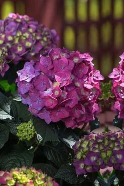 Summer Crush Endless Summer Hydrangea - 6 Gallon Pot (COPY) -Exquisite Plants Hydrangea Summer Crush Endless Summer 4