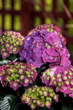 Summer Crush Endless Summer Hydrangea - 3 Gallon Pot -Exquisite Plants Hydrangea Summer Crush Endless Summer 5 4