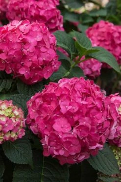 Summer Crush Endless Summer Hydrangea - 6 Gallon Pot (COPY) -Exquisite Plants Hydrangea Summer Crush Endless Summer 6