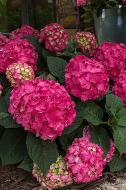 Summer Crush Endless Summer Hydrangea - 7 Gallon Pot 19 Summer Crush Endless Summer Hydrangea - 7 Gallon Pot -Exquisite Plants Hydrangea Summer Crush Endless Summer 7 1