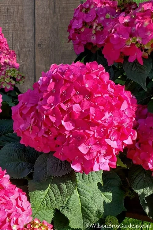 Summer Crush Endless Summer Hydrangea - 7 Gallon Pot 3 Summer Crush Endless Summer Hydrangea - 7 Gallon Pot
