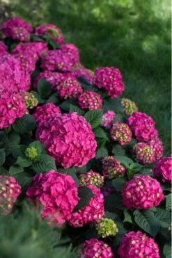 Summer Crush Endless Summer Hydrangea - 3 Gallon Pot -Exquisite Plants Hydrangea Summer Crush Endless Summer 9 4
