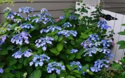 Twist-N-Shout Endless Summer Hydrangea - 1 Gallon Pot -Exquisite Plants Hydrangea Twist N Shout Blue Flowers 3