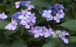 Twist-N-Shout Endless Summer Hydrangea - 1 Gallon Pot -Exquisite Plants Hydrangea Twist N Shout Lavender Flowers 2