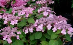 Twist-N-Shout Endless Summer Hydrangea - 1 Gallon Pot -Exquisite Plants Hydrangea Twist N Shout Pink Flowers 2
