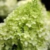 Limelight PeeGee Hydrangea - 1 Gallon Pot -Exquisite Plants Hydrangea limelightf BS