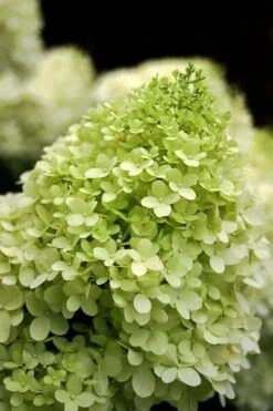 Limelight PeeGee Hydrangea - 1 Gallon Pot