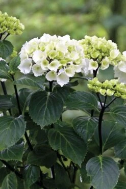 Zebra Hydrangea - 3 Gallon Pot -Exquisite Plants Hydrangrea Zebra 11