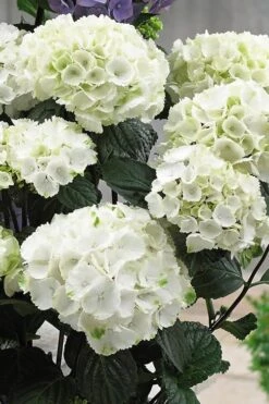 Zebra Hydrangea - 3 Gallon Pot -Exquisite Plants Hydrangrea Zebra 12