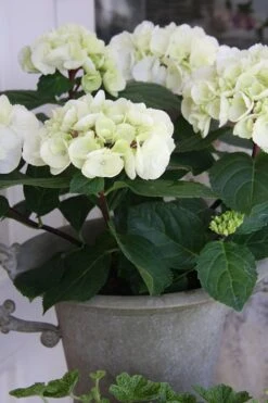 Zebra Hydrangea - 3 Gallon Pot -Exquisite Plants Hydrangrea Zebra 14