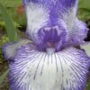 Hemstitched Reblooming Fragrant Bearded Iris- 1 Gallon Pot -Exquisite Plants Iris Hemstitched 1