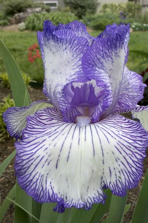 Hemstitched Reblooming Fragrant Bearded Iris- 1 Gallon Pot 3 Hemstitched Reblooming Fragrant Bearded Iris- 1 Gallon Pot