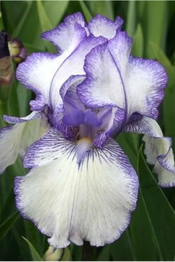 Hemstitched Reblooming Fragrant Bearded Iris- 1 Gallon Pot 11 Hemstitched Reblooming Fragrant Bearded Iris- 1 Gallon Pot -Exquisite Plants Iris Hemstitched 10