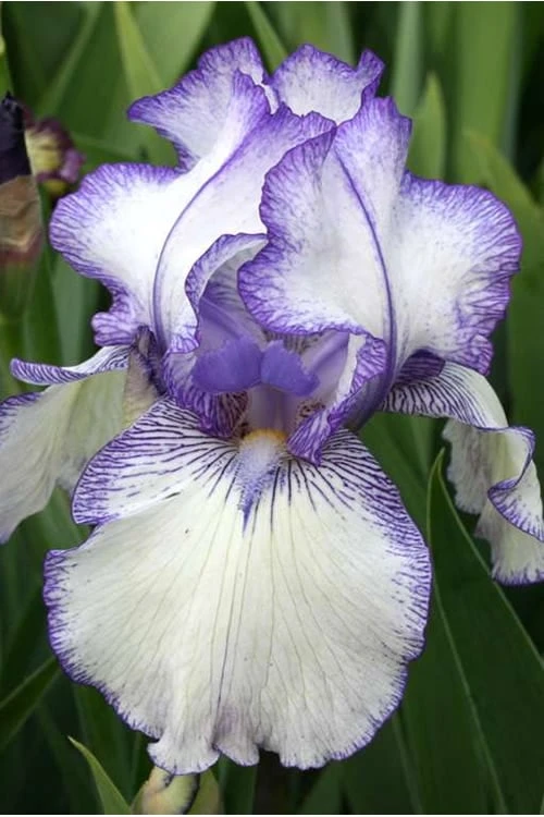 Hemstitched Reblooming Fragrant Bearded Iris- 1 Gallon Pot 7 Hemstitched Reblooming Fragrant Bearded Iris- 1 Gallon Pot - Image 5