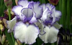 Hemstitched Reblooming Fragrant Bearded Iris- 1 Gallon Pot 10 Hemstitched Reblooming Fragrant Bearded Iris- 1 Gallon Pot -Exquisite Plants Iris Hemstitched 11