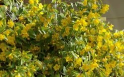 Butterscotch Yellow Jasmine (Jessamine) - Gelsemium Sempervirens - 1 Gallon Pot -Exquisite Plants Jasmine Butterscotch 51