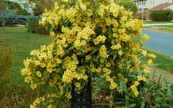 Butterscotch Yellow Jasmine (Jessamine) - Gelsemium Sempervirens - 1 Gallon Pot -Exquisite Plants Jasmine Butterscotch 52