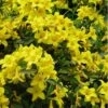 Butterscotch Yellow Jasmine (Jessamine) - Gelsemium Sempervirens - 1 Gallon Pot 1 Butterscotch Yellow Jasmine (Jessamine) - Gelsemium Sempervirens - 1 Gallon Pot -Exquisite Plants Jasmine Butterscotch Rev 500x750 1