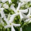 Confederate Jasmine Vine (Trachelospermum Jasminoides) - 1 Gallon Pot -Exquisite Plants Jasmine Confederate 500x750 1