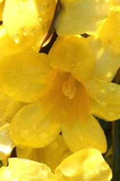 Margarita Cold Hardy Carolina Jasmine Vine (Gelsemium) - 1 Gallon Pot 14 Margarita Cold Hardy Carolina Jasmine Vine (Gelsemium) - 1 Gallon Pot -Exquisite Plants Jasmine Margarita 2