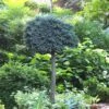 Blue Star Juniper Tree (Single Trunk Topiary) - 2 Gallon Pot 2 Blue Star Juniper Tree (Single Trunk Topiary) - 2 Gallon Pot -Exquisite Plants Juniper Blue Star Standard Topiary 1